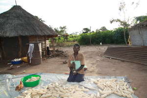 preparing maize