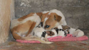 Pilot Pup Misty & pups, rescued by 600MillionDogs