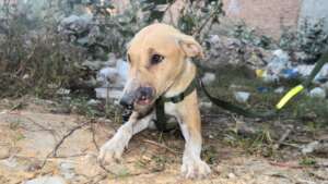 Stray dogs often suffer from untreated wounds.