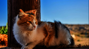 Stop the killing of cats in Australia!