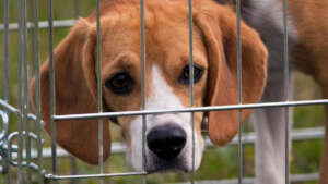 The reality behind closed laboratory doors ...