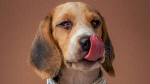 Painful conditions, treated without compassion.