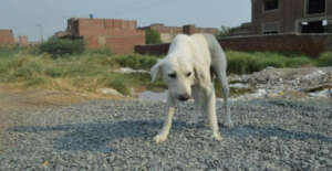 Team 600 found Bianca in an abandoned lot