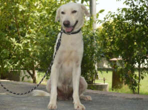 After rescue, Bianca could finally eat and rest