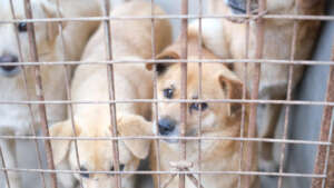 Captured dogs spend hours trapped, terrified.