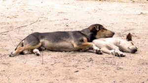 Even rescued dogs arrive too exhausted to move.