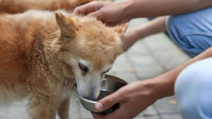 Many street dogs trust humans, hoping for food.