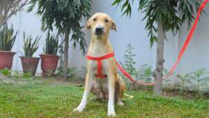 Your support helped save dogs like Buttercup!