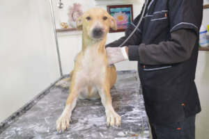 Pilot Pup Buttercup receiving crucial vet care.