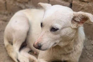 Mrs. Cookie, just hours after being rescued.