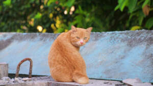 Cats like this one urgently need your protection.
