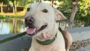 Rescued Pilot Pup Ali, relaxing.