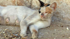 Together, we can end stray overpopulation!