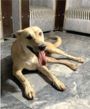 Rescued Pilot Pup Chase, relaxing!