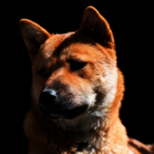 Tell South Korean lawmakers to end dog slaughter!