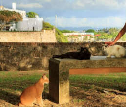 Many Puerto Ricans care about community cats.