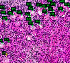 Histology - 1