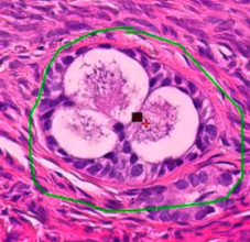 Histology - 2