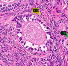 Histology - 3
