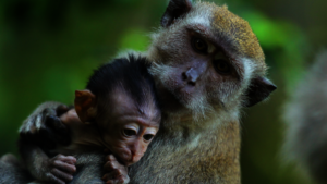 Baby monkeys belong with their mothers.