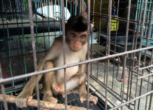 Help protect baby monkeys from torture!