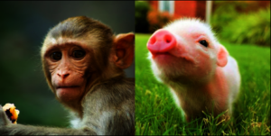 Stop Elon Musk's abuse of lab animals!