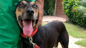 Lucky, a happy Pilot Pup, with her new friend.