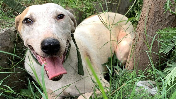 Rose, a rescued Pilot Pup, enjoying the park.