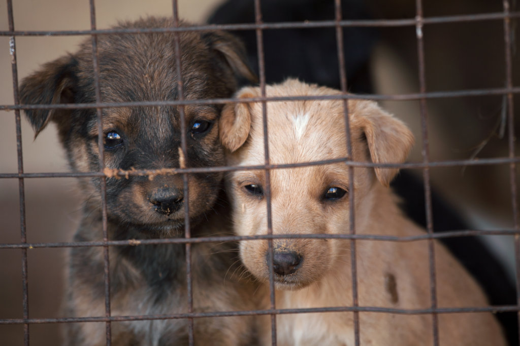 My Dog Is On The Pill: Super Birth Control Cookies
