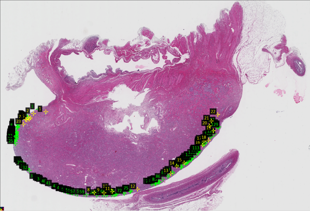 My Dog Is On The Pill: Super Birth Control Cookies