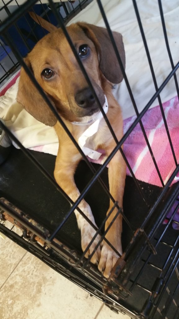 A rescued Pilot Pup, at the vet's