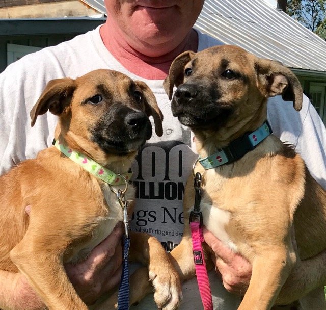 Two rescued Pilot Pups