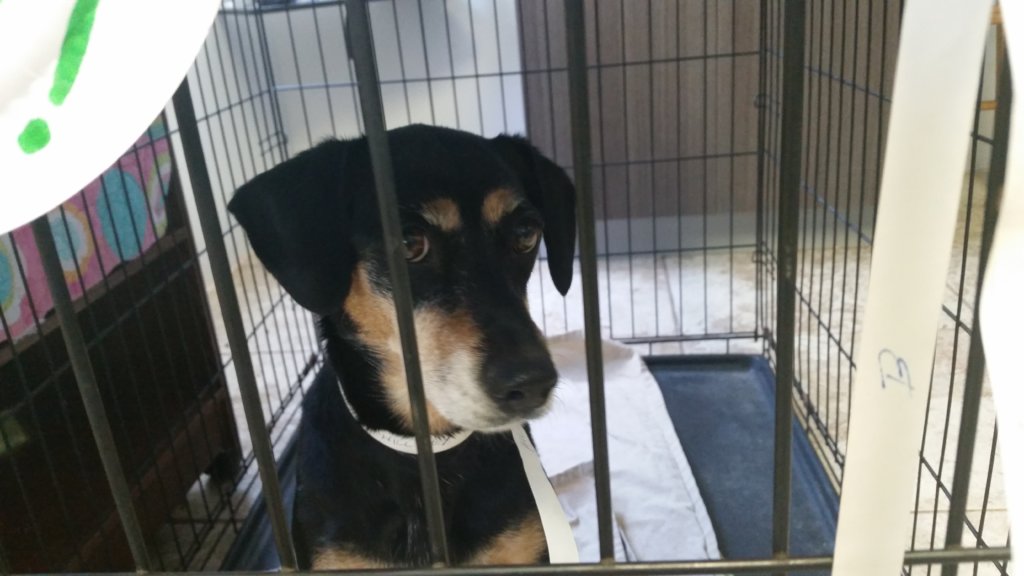 A rescued Pilot Pup at the clinic.