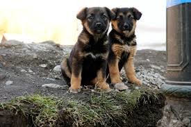 My Dog Is On The Pill: Super Birth Control Cookies