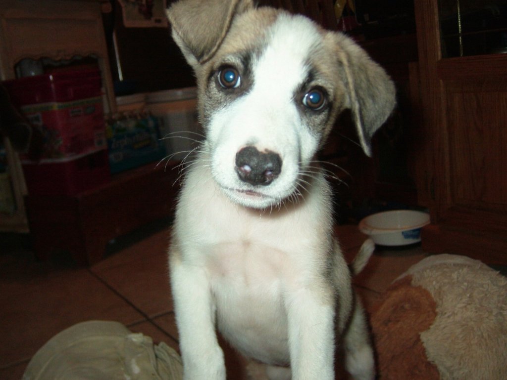 My Dog Is On The Pill: Super Birth Control Cookies