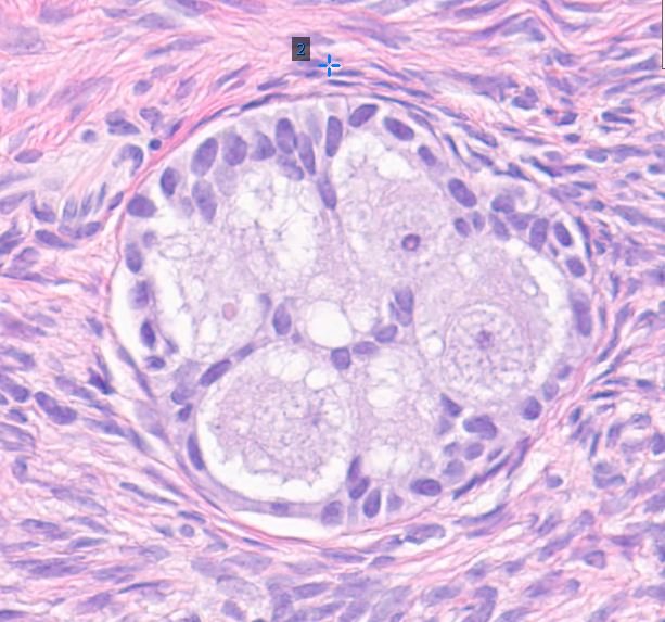 My Dog Is On The Pill: Super Birth Control Cookies