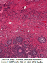 A treated canine ovary in clinical trials.