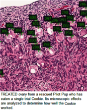 Dog ovary from clinical trials by 600