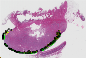 A treated dog ovary, in clinical trials by 600.