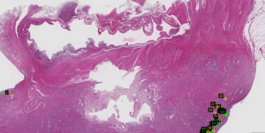 Closer view, treated dog ovary by 600