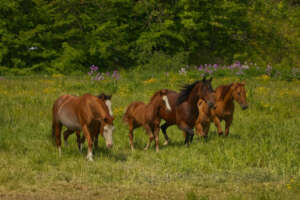All horses deserve safety and peace.