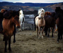 At auctions, horses are sold to "kill buyers".