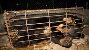 Before at Bile Farm