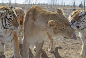 Budahshay, Leo & Bailey