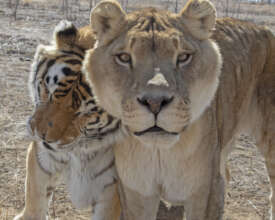 Budahshay & Leo