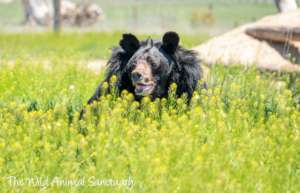 Dillan the Asiatic Black Bear