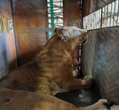 Ukriane Lion in Transport