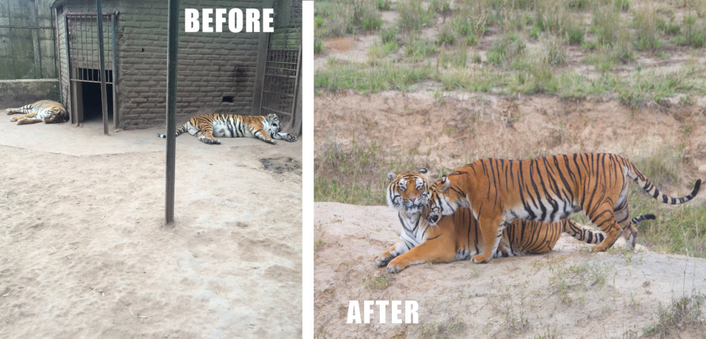 Help 750+ Rescued Lions, Tigers, Bears & Horses