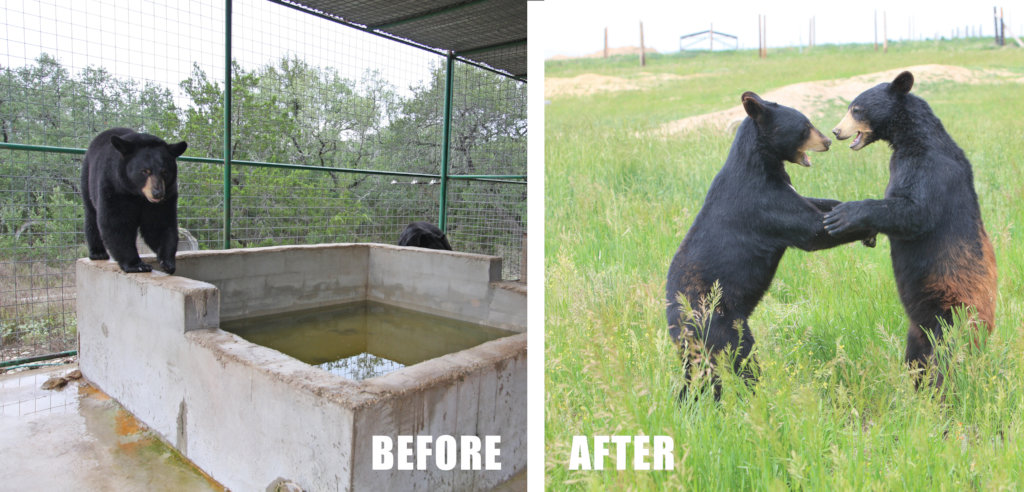 Help 750+ Rescued Lions, Tigers, Bears & Horses