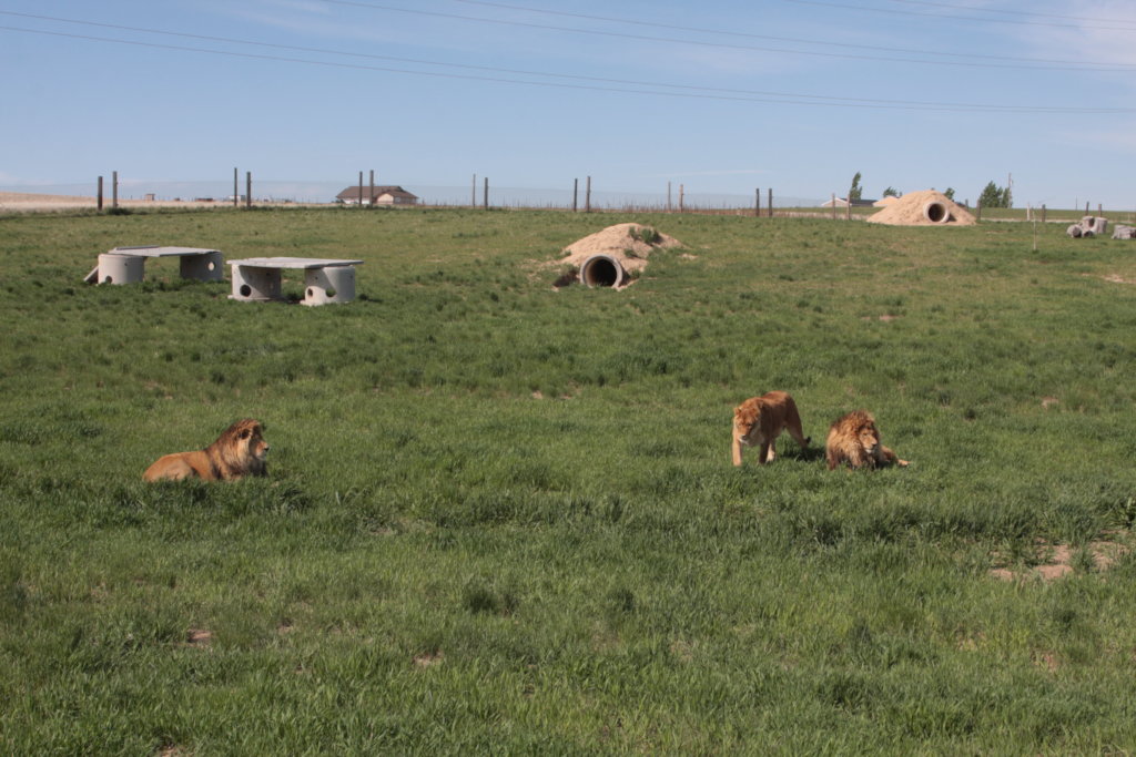 Help 750+ Rescued Lions, Tigers, Bears & Horses
